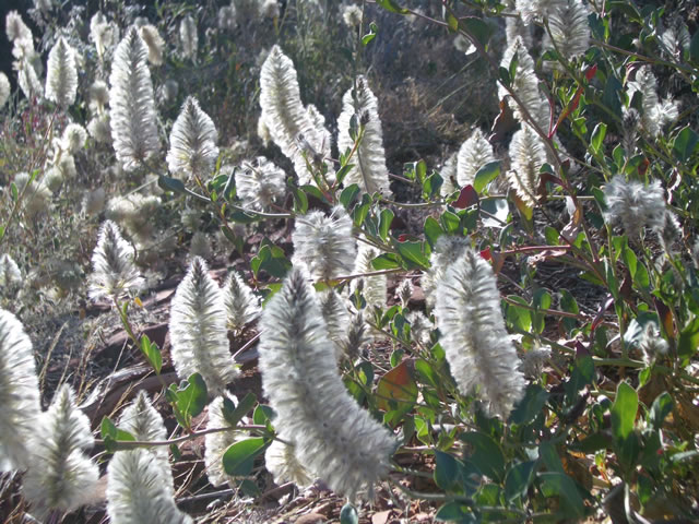 Local flora.