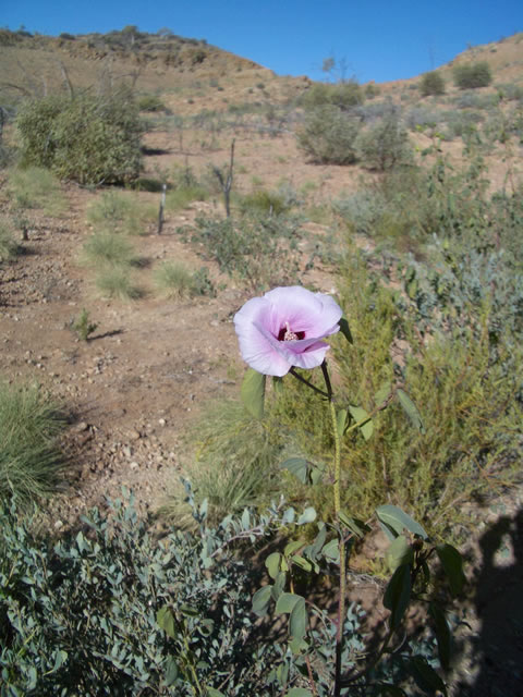 More local flora.