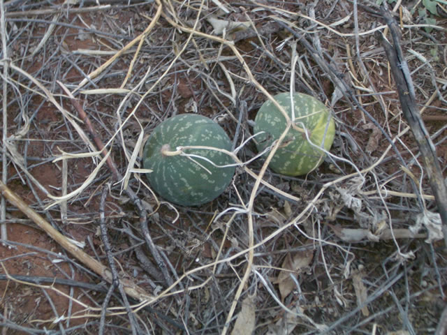 I hadn't expected to see melons growing wild on the ground!