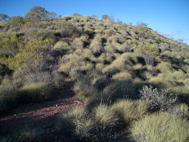The enemy!! Spinifex.