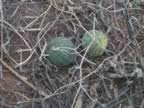 I hadn't expected to see melons growing wild on the ground! (103kb)