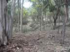 clear_gully2.jpg (118kb)