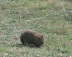 wombat.jpg (121kb)