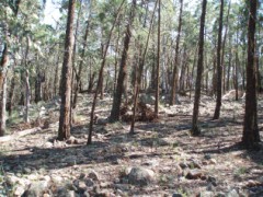 Nangar forest scene