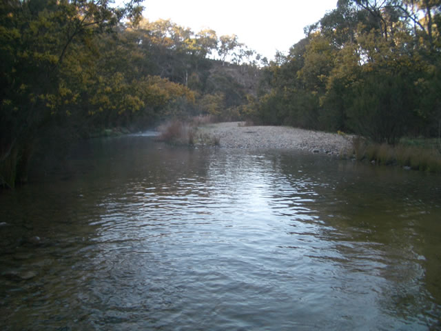 Wattle on the Cox's river.