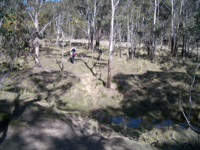 Great open forest.