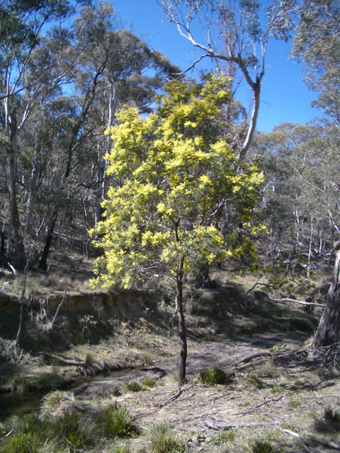 Wattle in full bloom.