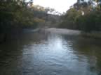 Wattle on the Cox's river. (63kb)