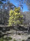 Wattle in full bloom. (118kb)