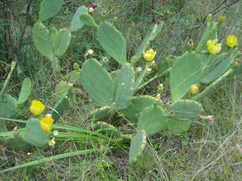 Flowers.