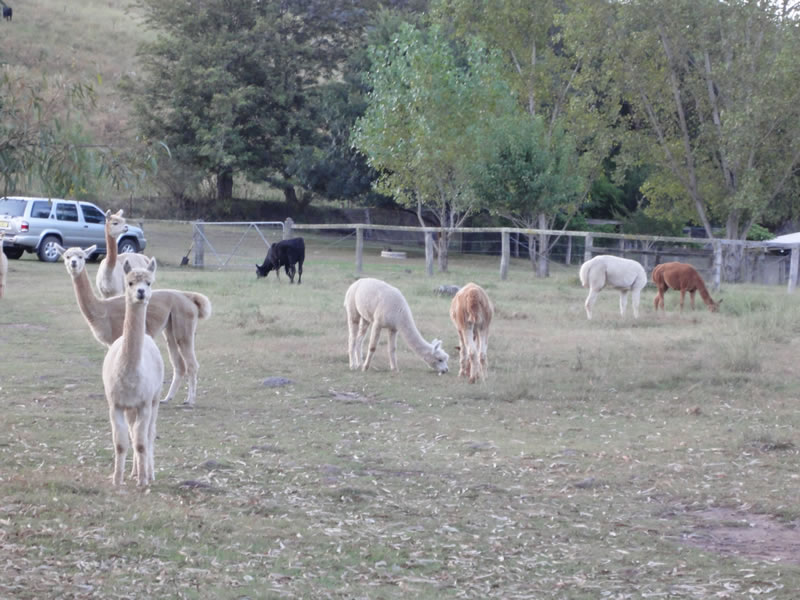 Curious locals.