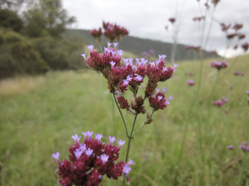 Local flora.