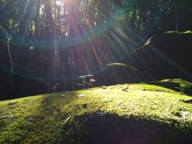 Sun shines through trees