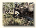 An overhang at a junction with the Goulburn.