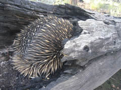 echidna