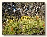 Wattle blooming