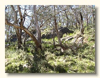 Grass, rocks, trees