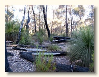 Grass Trees