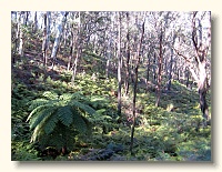 Tree Fern