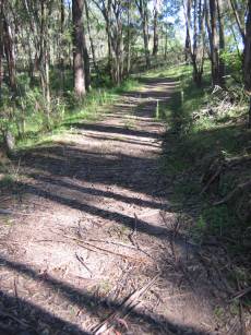 Forest Trail at Paddy Pallin