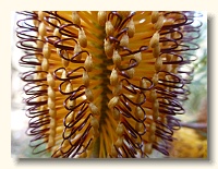 Banksia marginata