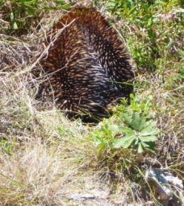 Echidna