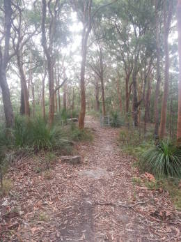 Track in forest