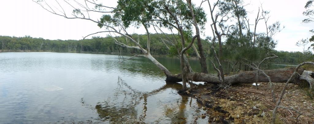 Kangaroo resting