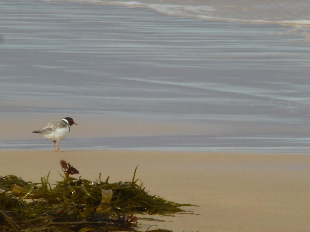 Hooded plover