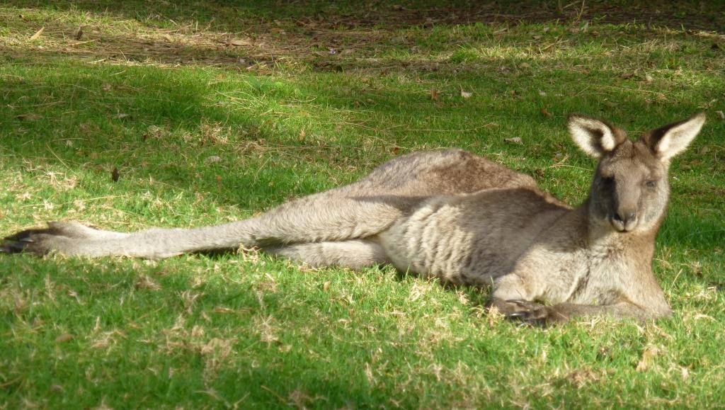 Kangaroo resting