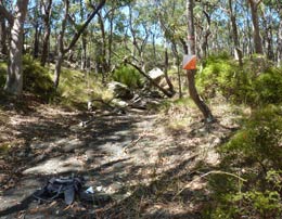 Creek in bush