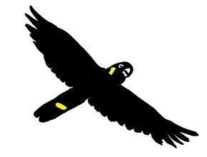 Black Cockatoo