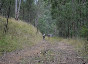 Vehicle track and walkers